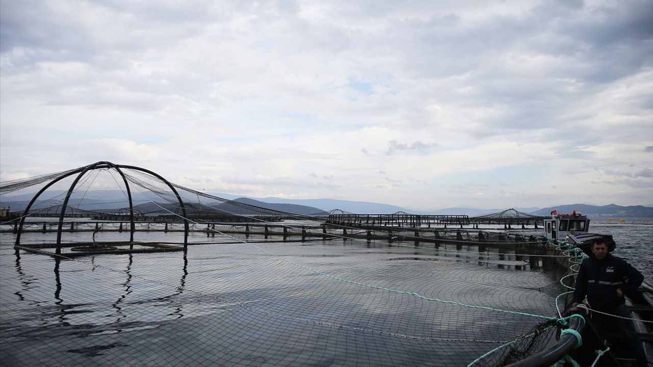 Muğla'dan 2024 Yılında 625,6 Milyon Dolar Değerinde Su Ürünleri İhracatı Gerçekleşti