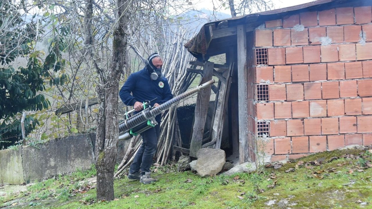 Ordu'da Kahverengi Kokarca ile Mücadele: 250 Bin Kışlak İlaçlandı