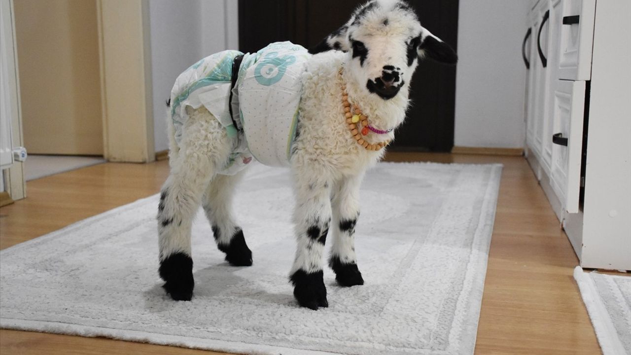 Ordulu Kadın, Sahiplendiği Kuzusuyla Mahallede Alışverişe Çıkıyor