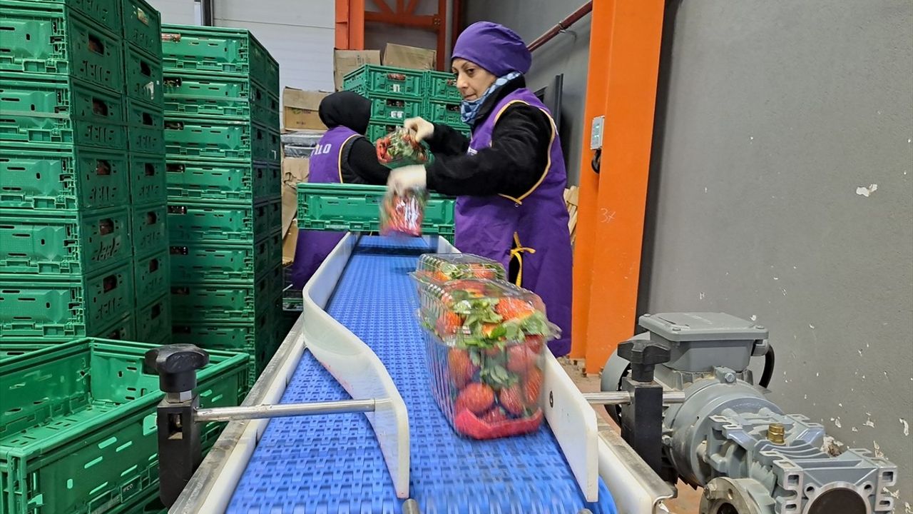 Sakarya'da Devlet Destekli Ekolojik İşletme İstihdamı Artırdı