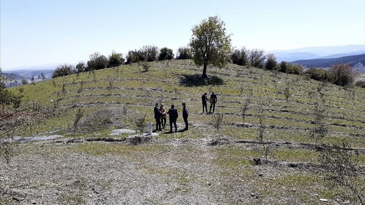 Sinop'ta Yabani Zeytin Ağaçları Aşılanarak Ekonomiye Kazandırılacak