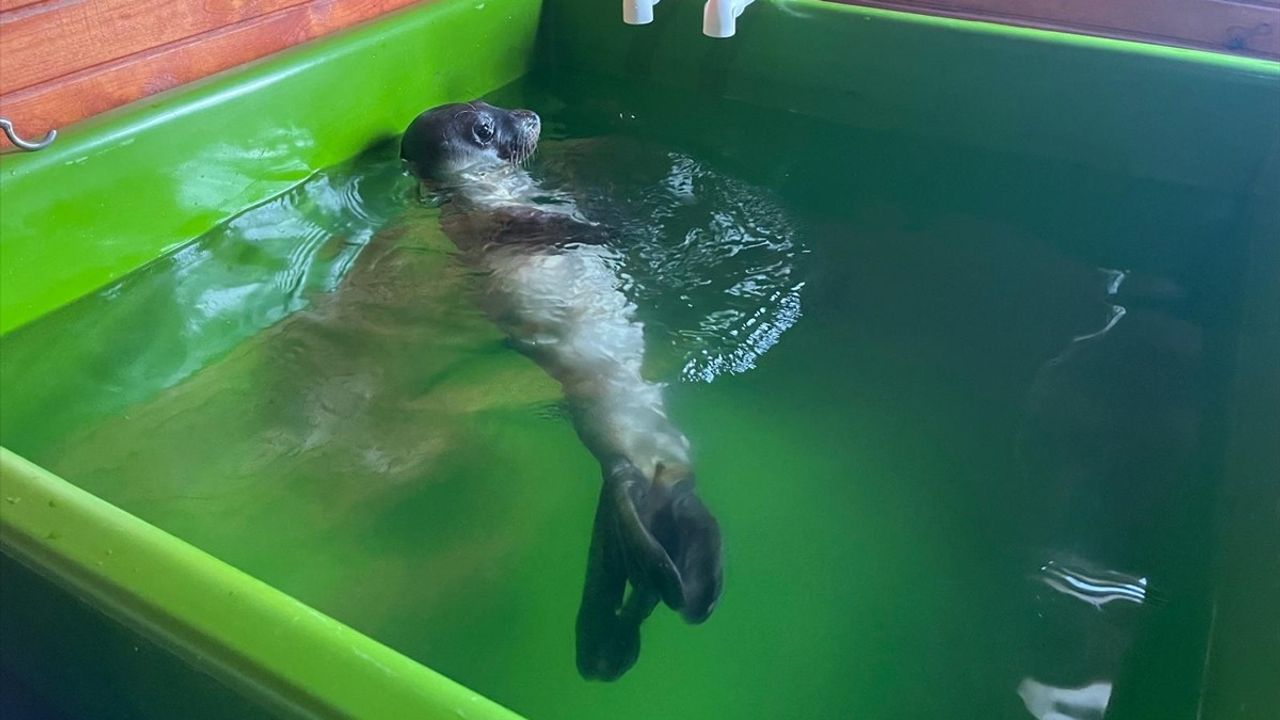 Tedavisi Tamamlanan Akdeniz Foku Yavrusu Mersin'e Uğurlandı