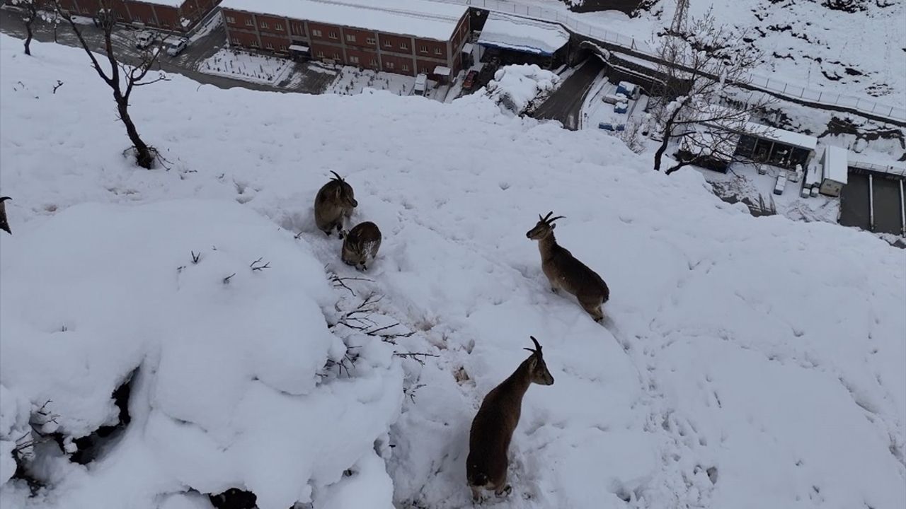 Adıyaman'da Yaban Keçileri Dron ile Görüntülendi