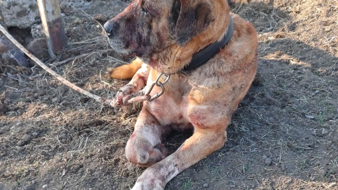 Afyonkarahisar'da Yasa Dışı Köpek Dövüşü Operasyonu: 48 Kişi Yakalandı