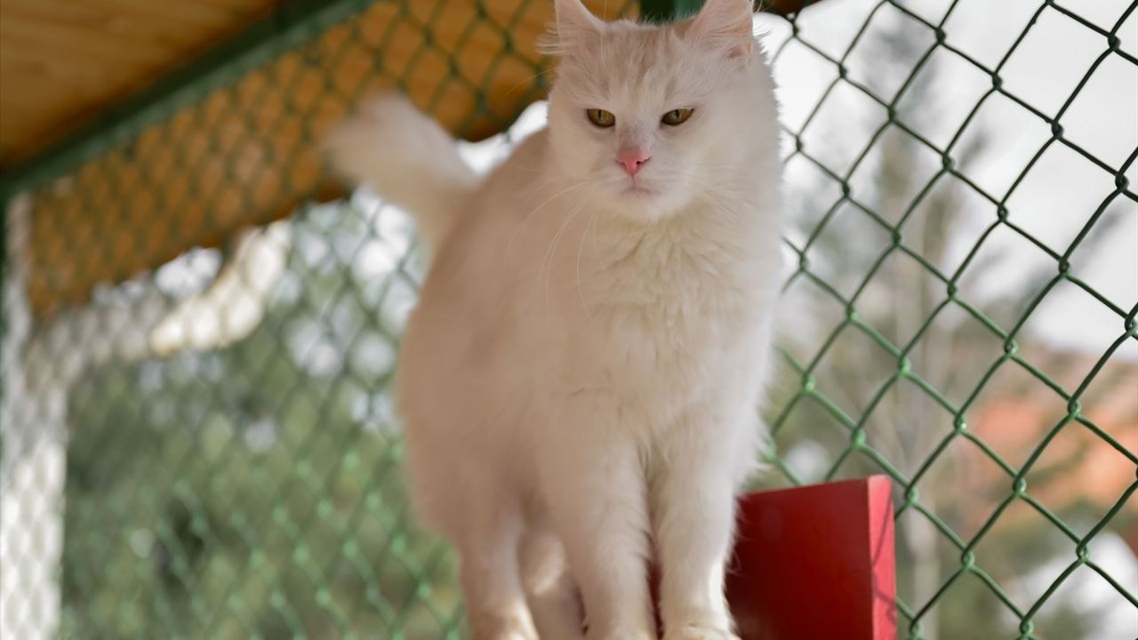 Ankara Kedisi Yaşatma ve Koruma Merkezi, Ankara kedilerinin geleceğini güvence altına alıyor