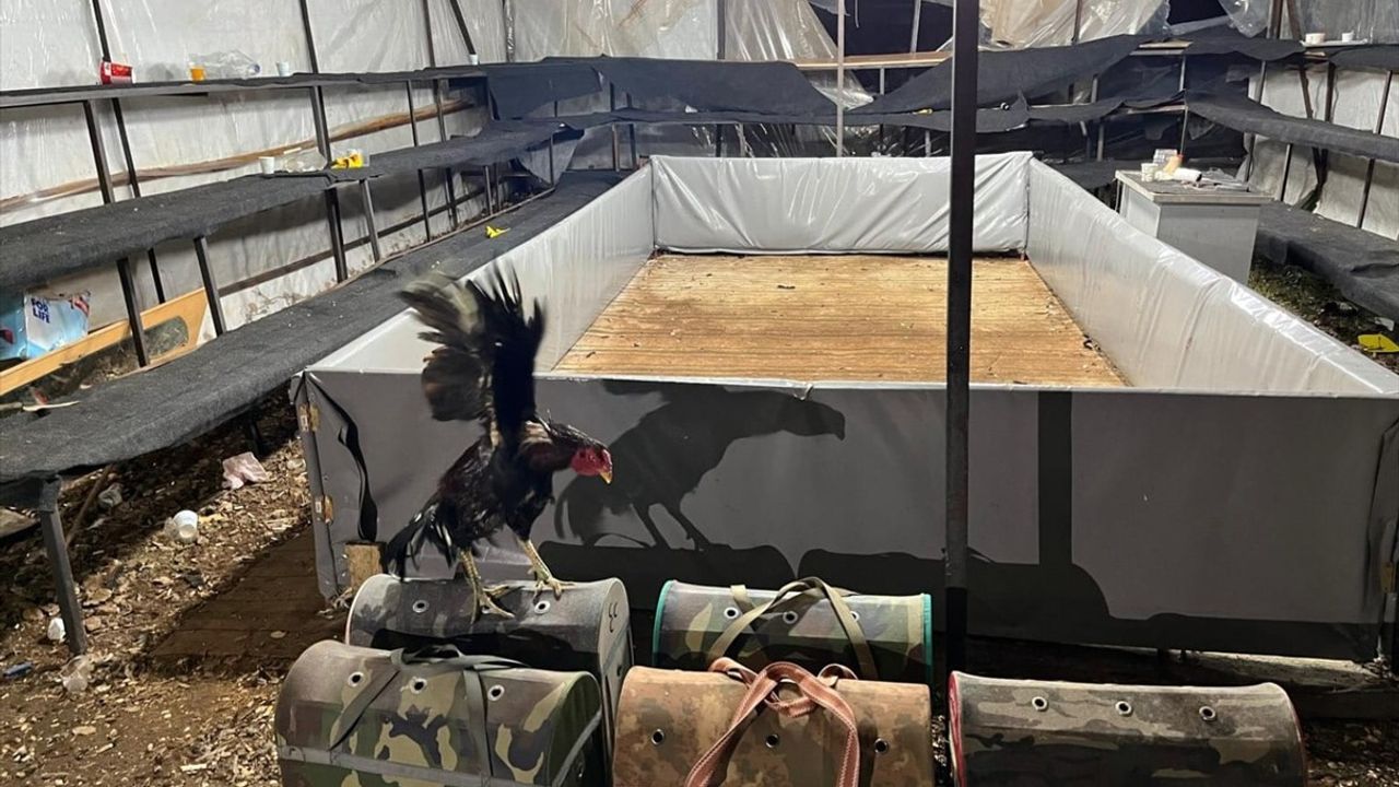 Antalya'da Horoz Dövüşü Yapan 14 Kişiye Ceza Uygulandı