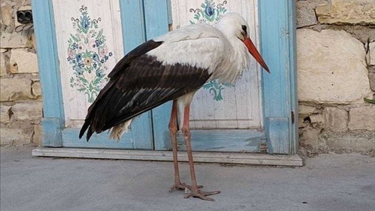Aydın'da Bitkin Bulunan Leylek Tedavi Altına Alındı
