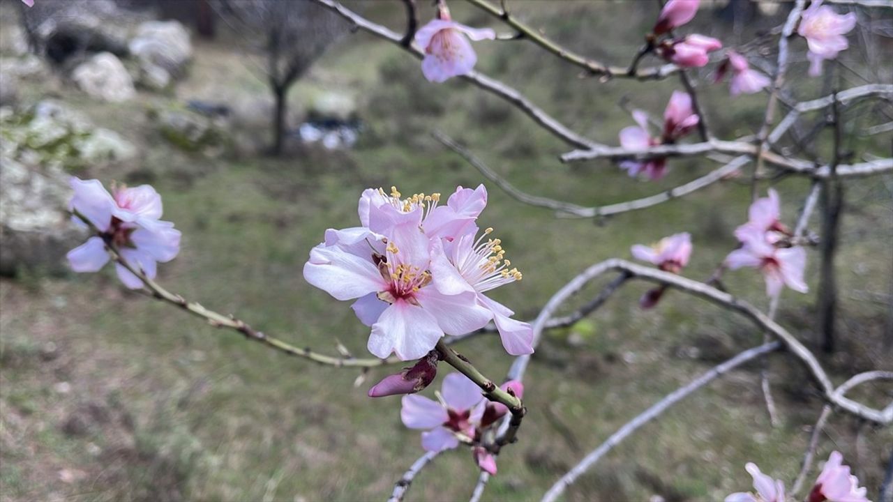 Balıkesir'de Ağaçlar Mevsim Normallerinin Üzerinde Sıcaklıklara Tepki Gösterdi