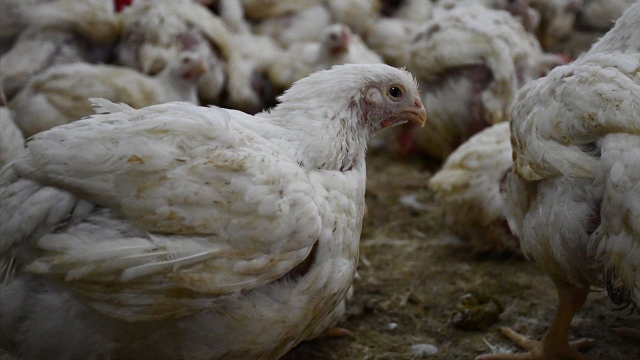 Bilecik'teki Tavuk Çiftliği, Güneş Enerjisi Santrali ile Elektrik İhtiyacını Karşılıyor