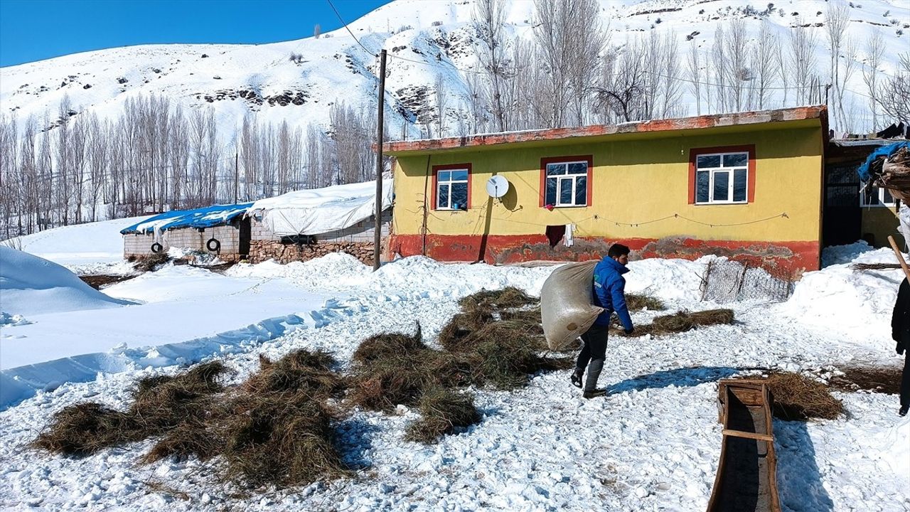 Bitlis'teki Besiciler Kış Koşullarında Hayvan Bakımına Devam Ediyor