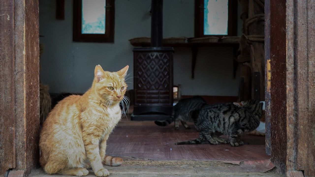 Bursa'daki Engelli ve Sahipsiz Kediler 18 Yıldır Özel Merkezde Yaşıyor