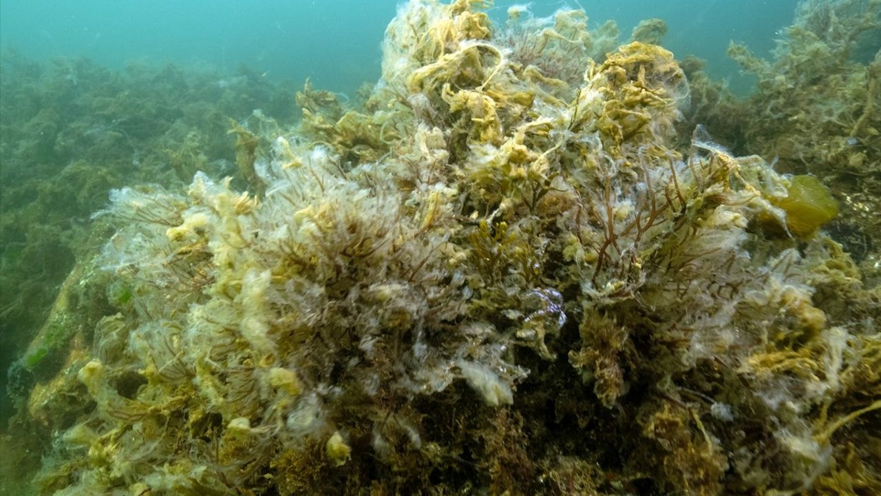 Büyükada ve Sivriada'daki Müsilajın Denizel Ekosisteme Etkisi Görüntülendi