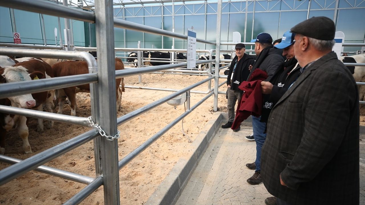 Çanakkale'de 190 Büyükbaş Hayvan Aracısız Olarak Satıldı