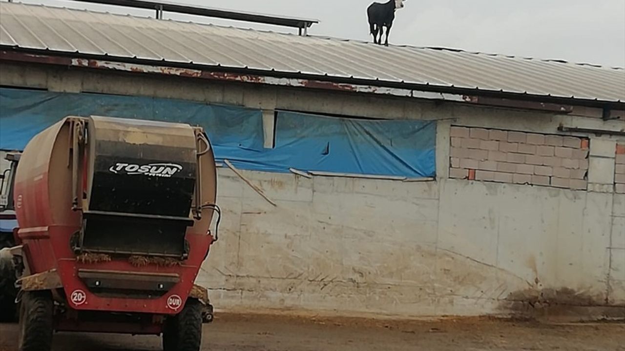 Çankırı'da Aşıdan Kaçan Dana, Mandıra Çatısına Çıktı