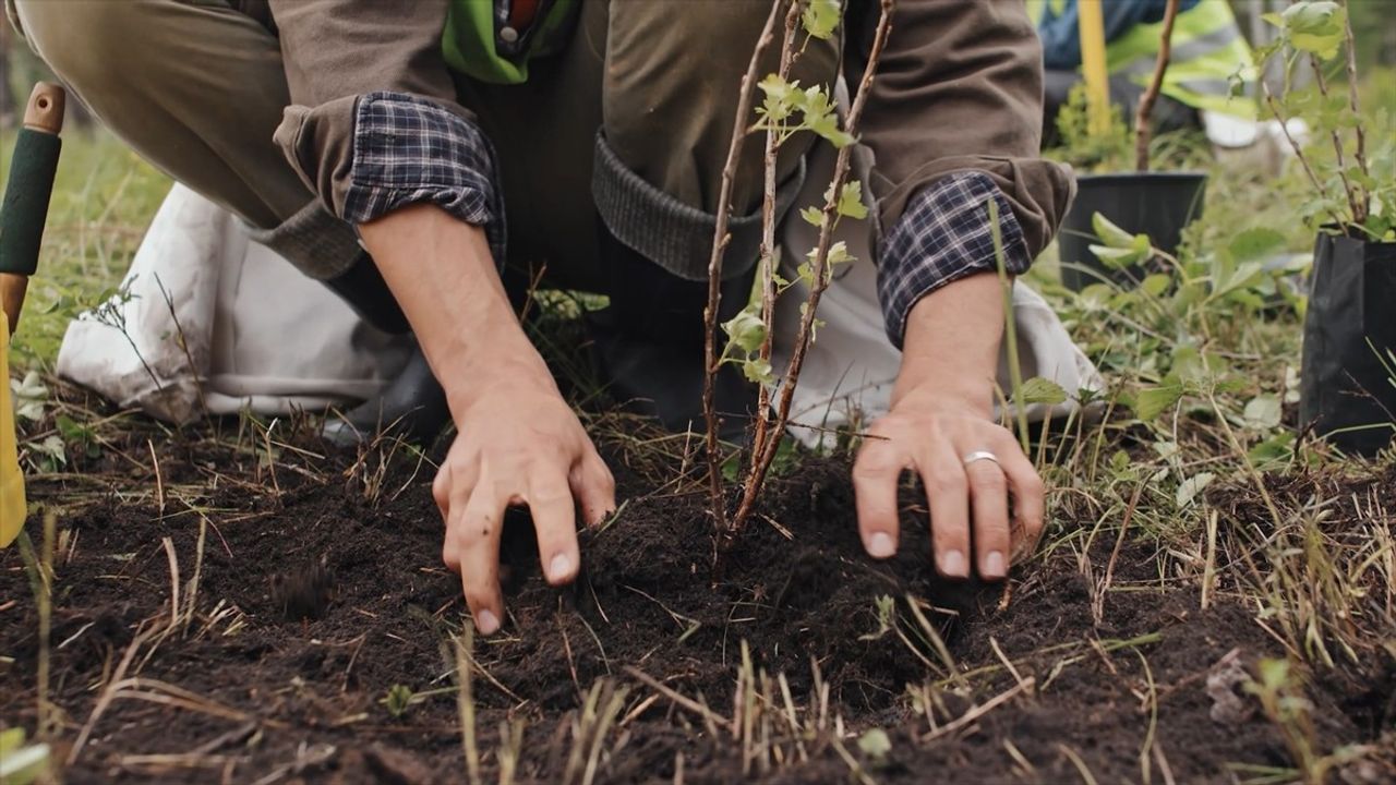 Çevre Bakanlığı, 81 İlin Bitki Rehberini Hazırlıyor