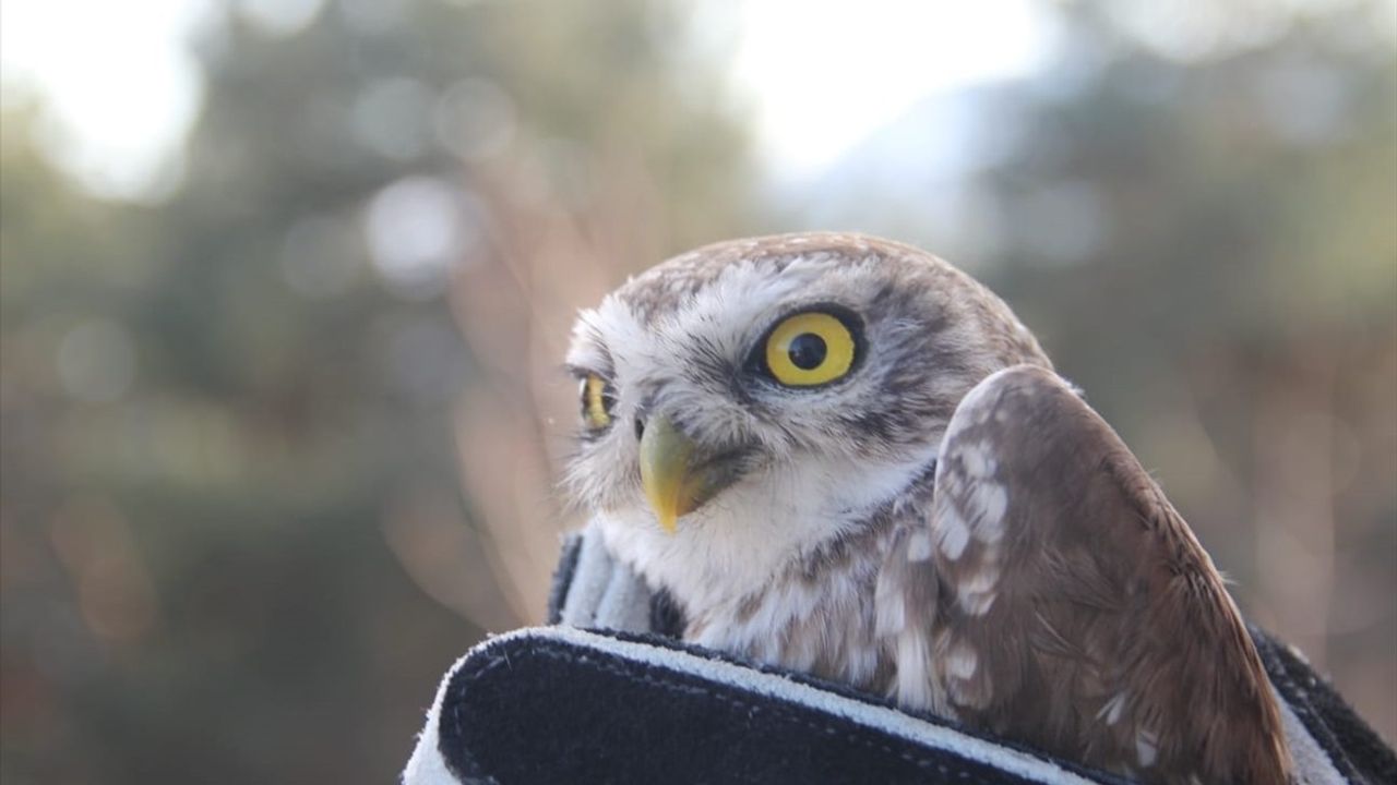 Çorum'da Yaralı Baykuş Tedavi Altına Alındı