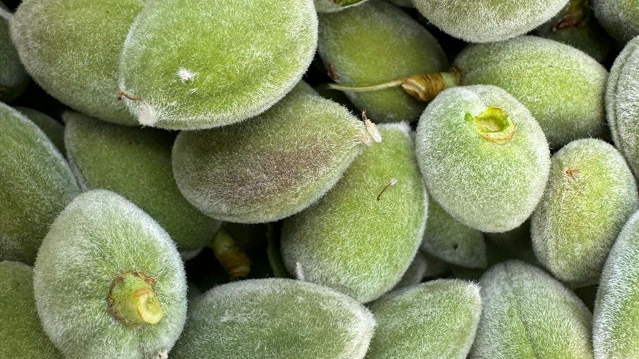 Datça'da Mevsimin İlk Badem Çağlası Hasadı Başladı