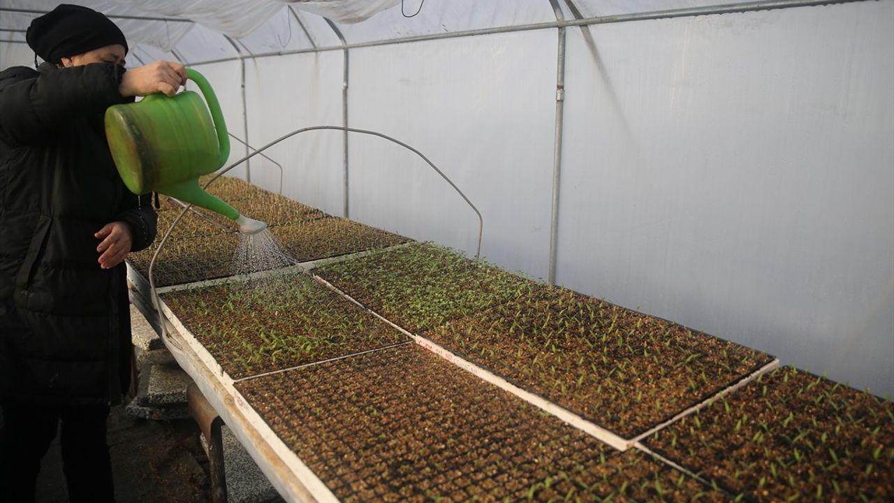 Edirne'de Üreticiler, Sera Isıtma Sistemleriyle İklim Koşullarına Karşı Önlem Alıyor