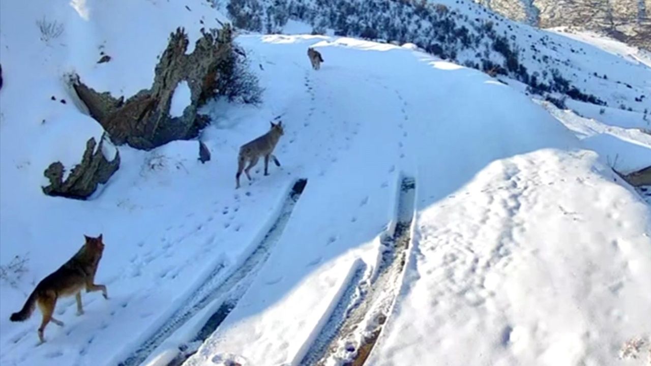 Elazığ'da Kurtların Yerleşim Alanına İnişi Güvenlik Kamerasında Kaydedildi