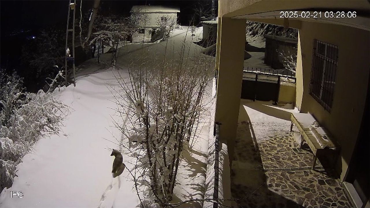 Elazığ'ın Baskil İlçesinde Yaban Hayvanları Kameralara Yakalandı