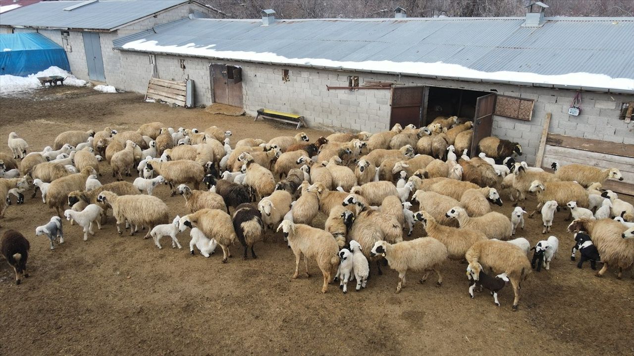 Erzincan'da Besiciler Kuzu Doğumları İçin Nöbet Tutuyor