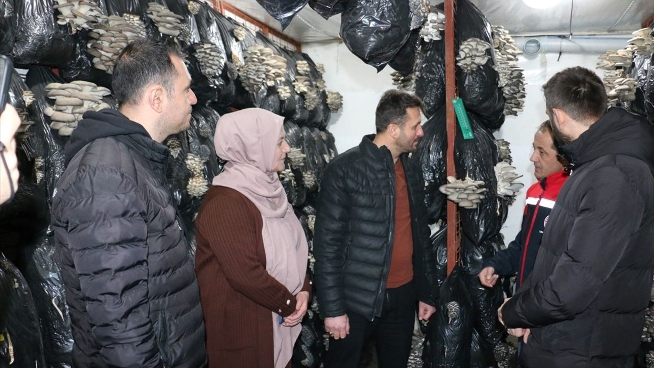 Erzincan'da İstiridye Mantarı Üretimine Başlandı