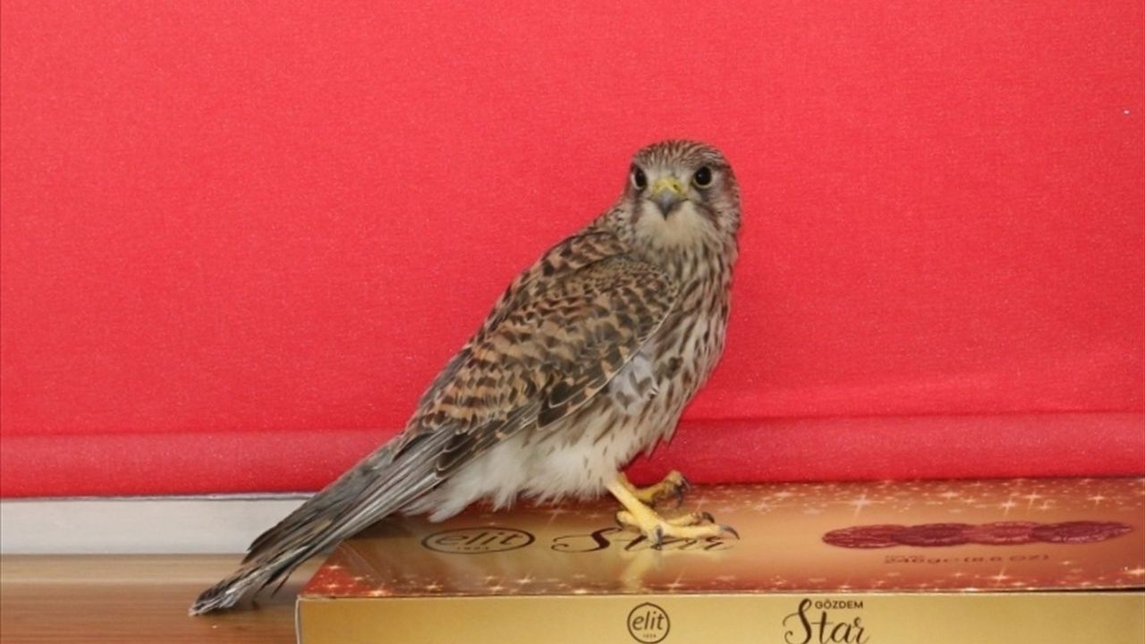 Erzincan'da Öğrencilerin Bulduğu Kerkenez, Doğaya Salındı