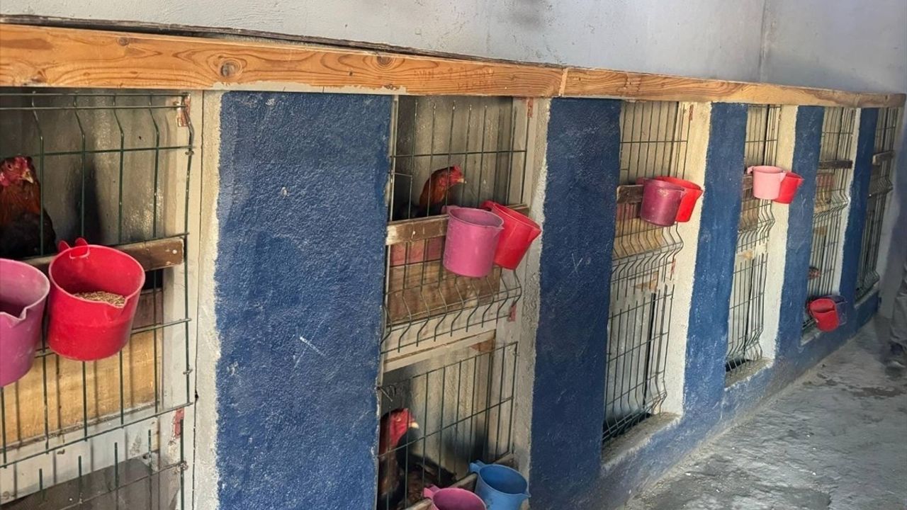 Erzurum'da Horoz Dövüştüren 3 Kişiye 31 Bin Lira Ceza