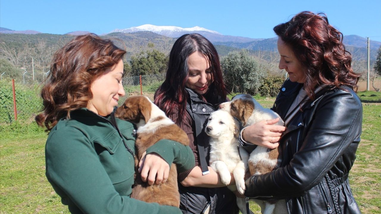 Hollanda'dan Üç Türk Kadın, İzmir'de Sahipsiz Hayvanlar İçin Barınak Kurdu