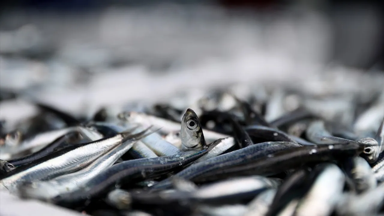 İğneada'da Hamsi Bolluğu Balıkçıları Sevindiriyor