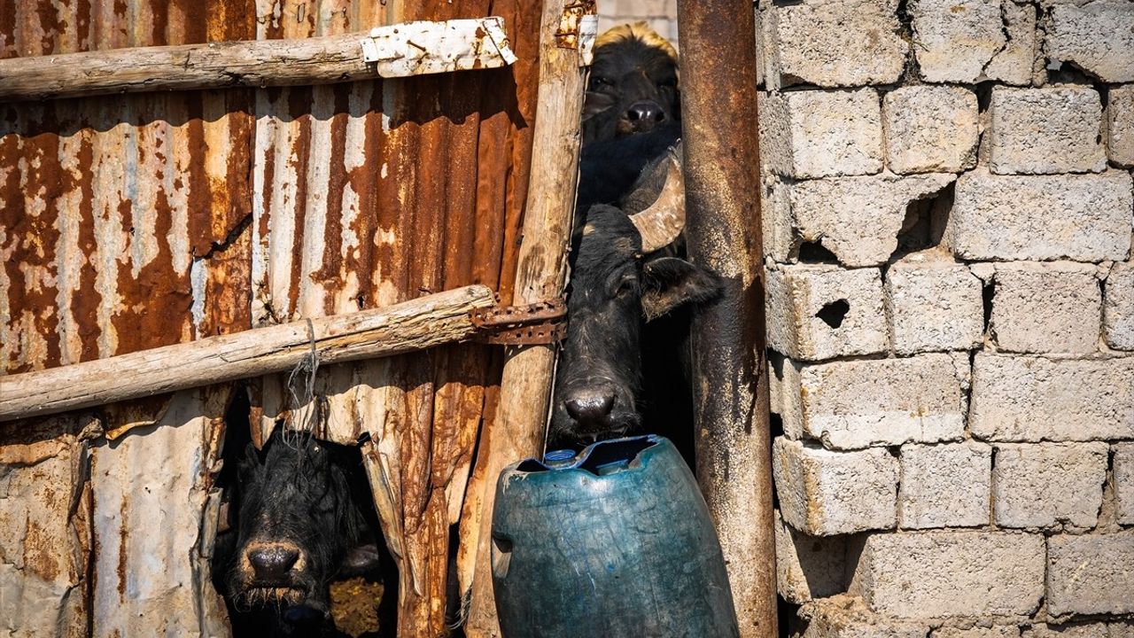 Irak'ta Şap Hastalığıyla Mücadele Devam Ediyor
