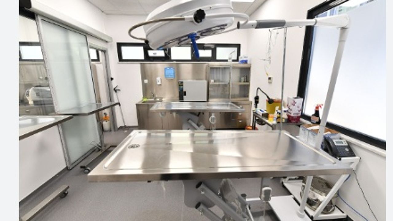 İstanbul'da Sokak Hayvanlarına Ücretsiz Sağlık Hizmeti