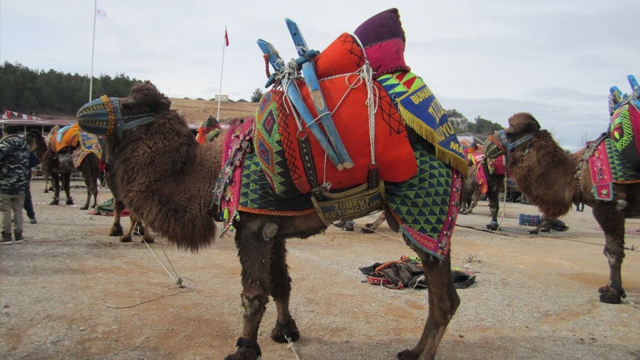Kale'de İlk Deve Güreşi Festivali Yapıldı