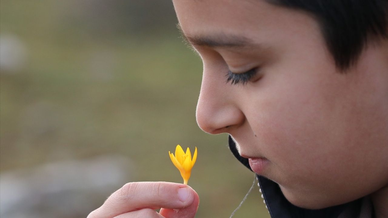 Karabük'ün Eflani İlçesinde Çiğdemler Erken Çiçek Açtı