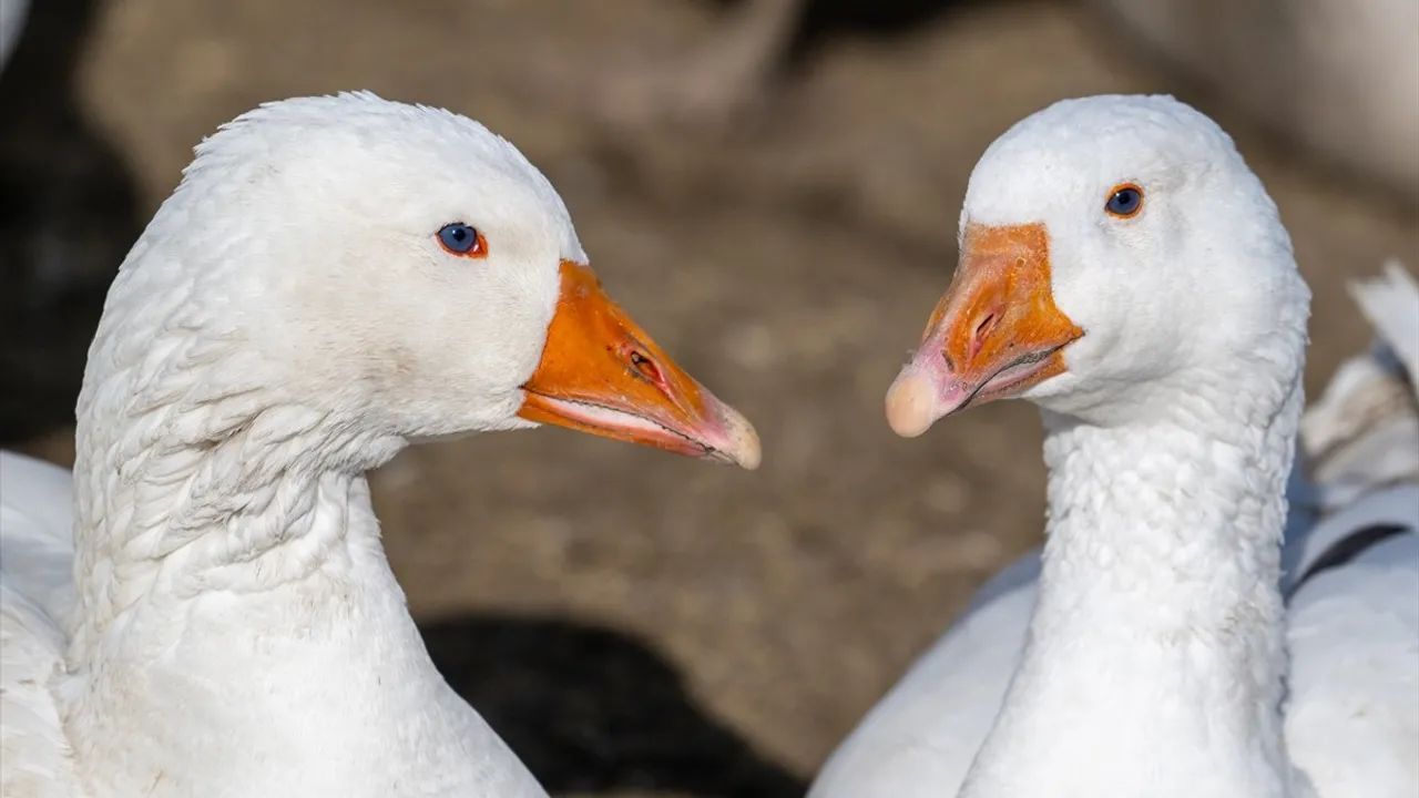 Kars'ta Kaz Yetiştiriciliği ve Kış Hazırlığı Devam Ediyor