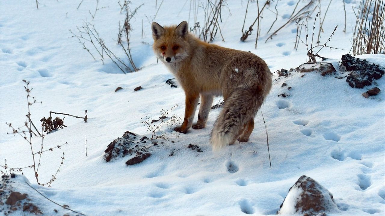 Kars ve Ardahan'da Şiddetli Soğuk Hava Etkisini Sürdürüyor