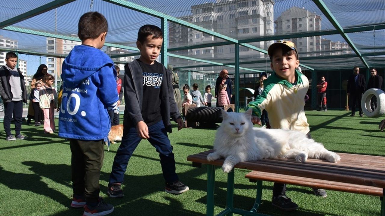 Kayseri'deki Küçük Dostlar Kedi Kasabası, 9 Yılda 42 Bin Ziyaretçi Ağırladı