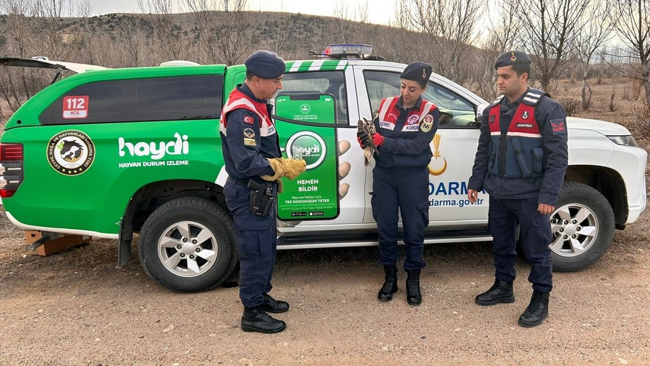 Kırıkkale'de Yaralı Kulaklı Orman Baykuşu Tedavi Altına Alındı