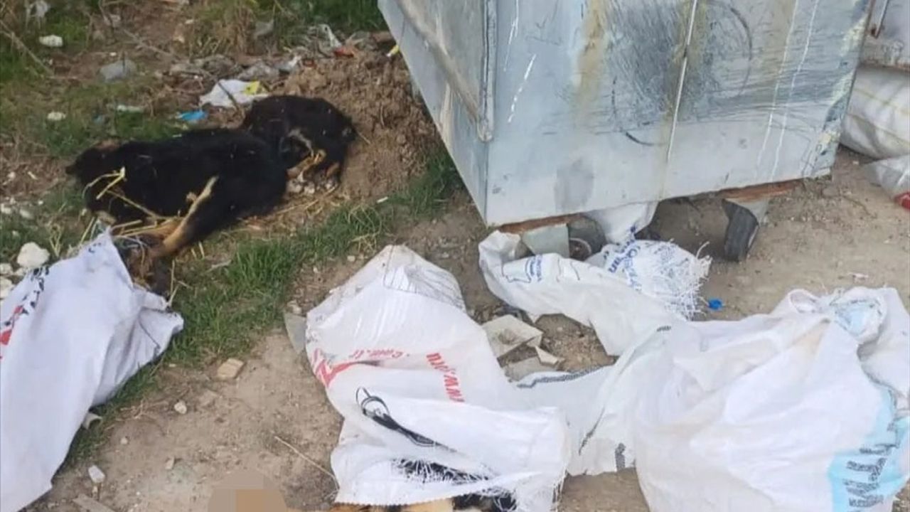 Kırklareli'nde Ölü Bulunan Köpekler İçin Soruşturma Başlatıldı