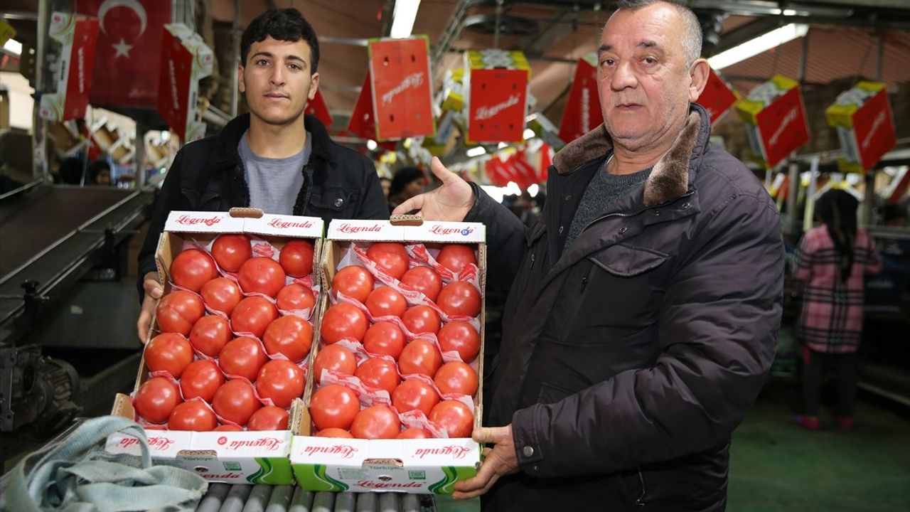 Kumluca ve Finike Domatesleri Yurt Dışında İlgi Görüyor