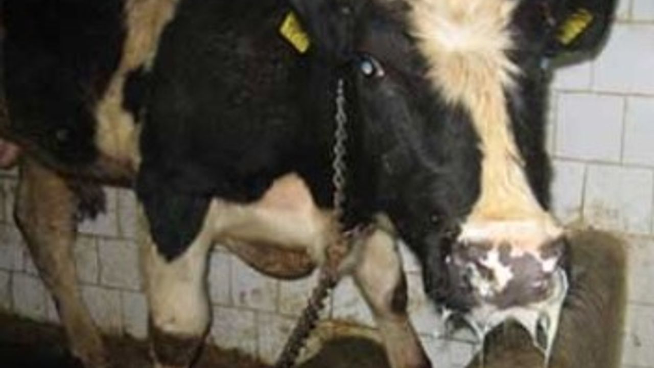 Kütahya Tavşanlı'da Şap Hastalığı Nedeniyle Karantina Başlatıldı