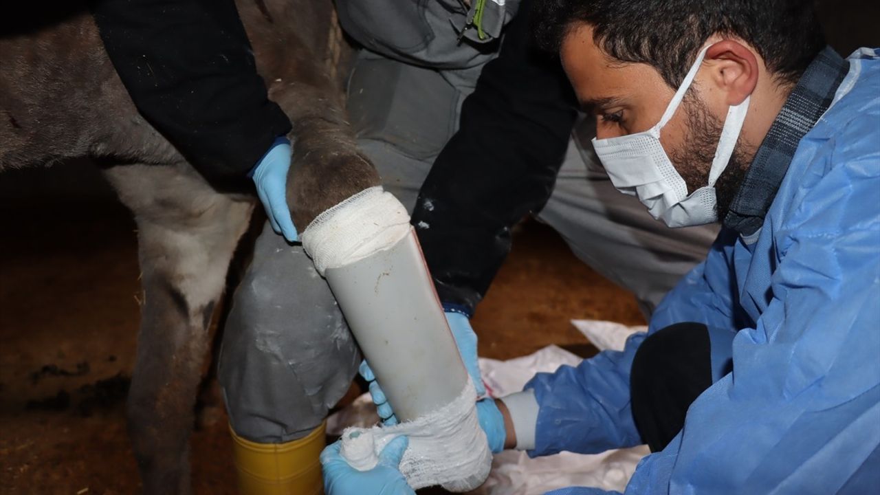 Mardin'de Ampute Eşeğe Protez Uygulandı