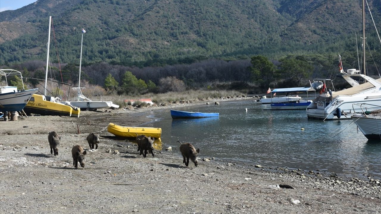 Marmaris'te Yaban Domuzları Sahile İndi