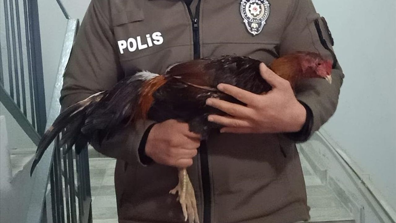 Mersin'de Horoz Dövüşü Operasyonu: 128 Kişiye Cezalar Kesildi