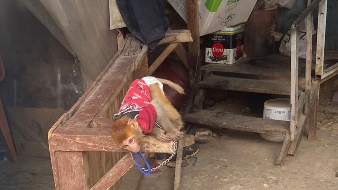 Mersin Tarsus'ta Kaçak Yolla Getirilen Maymun ve Üç Sincap Ele Geçirildi