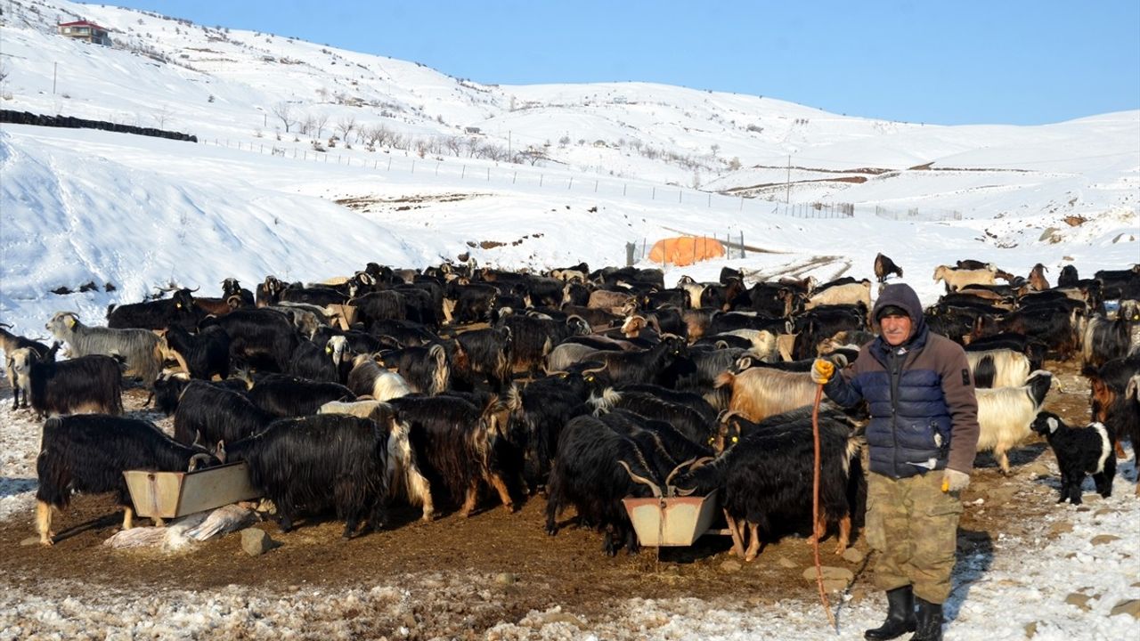 Muş'ta Besicilerin Kış Mesaisi Devam Ediyor