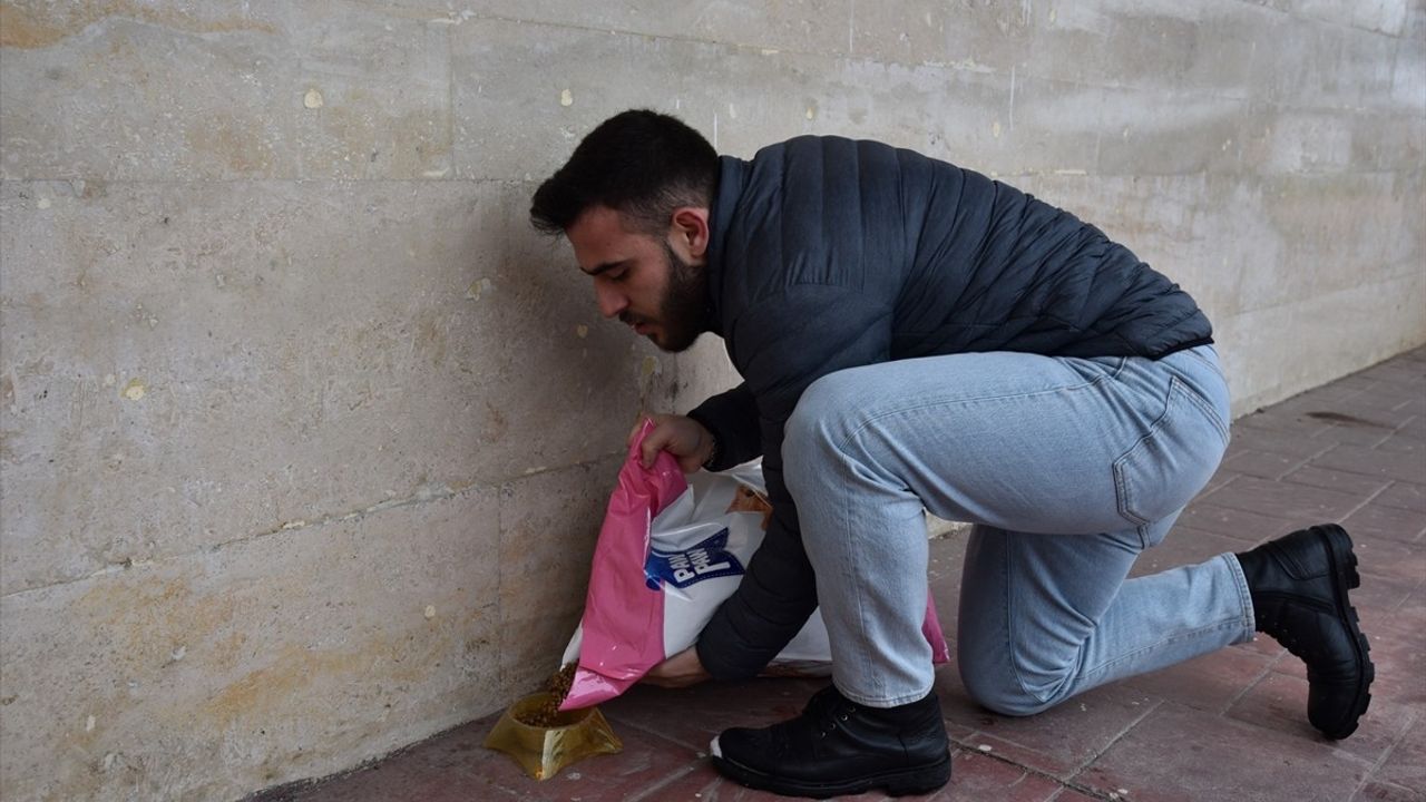 OMÜ Öğrencilerinden Sahipsiz Hayvanlara Destek