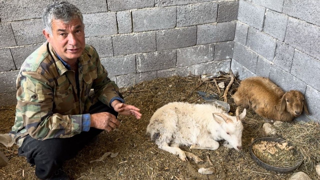 Osmaniye'de Sahipsiz Köpekler Keçi Yavrularına Saldırdı