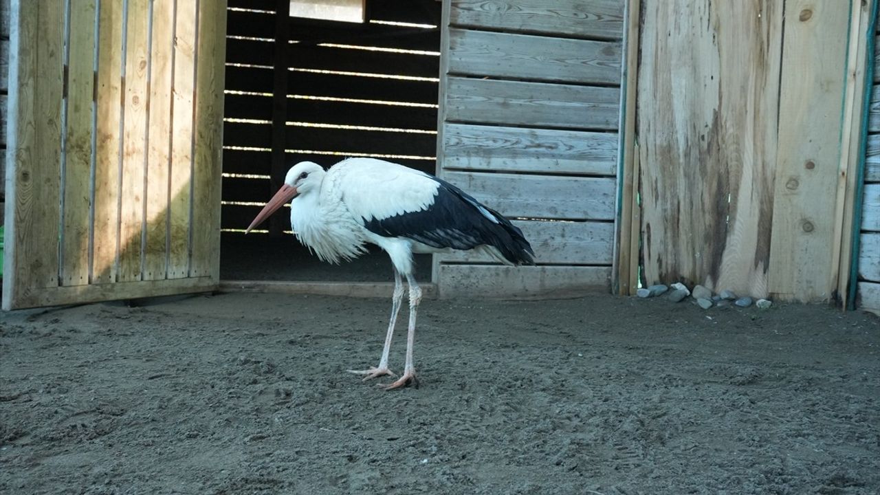 Samsun'da 120 Yabani Hayvan Doğaya Yeniden Salındı