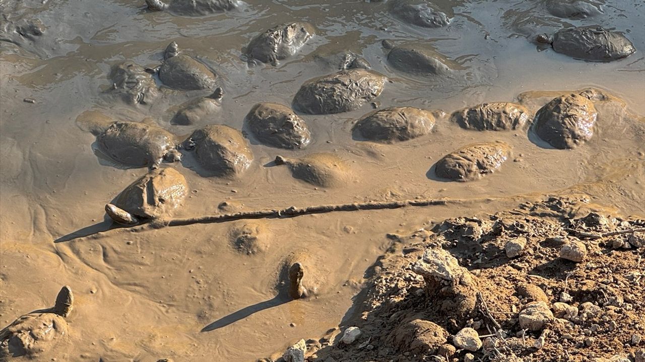 Şanlıurfa'da Islah Çalışmaları Sırasında Mahsur Kalan 240 Kaplumbağa Kurtarıldı